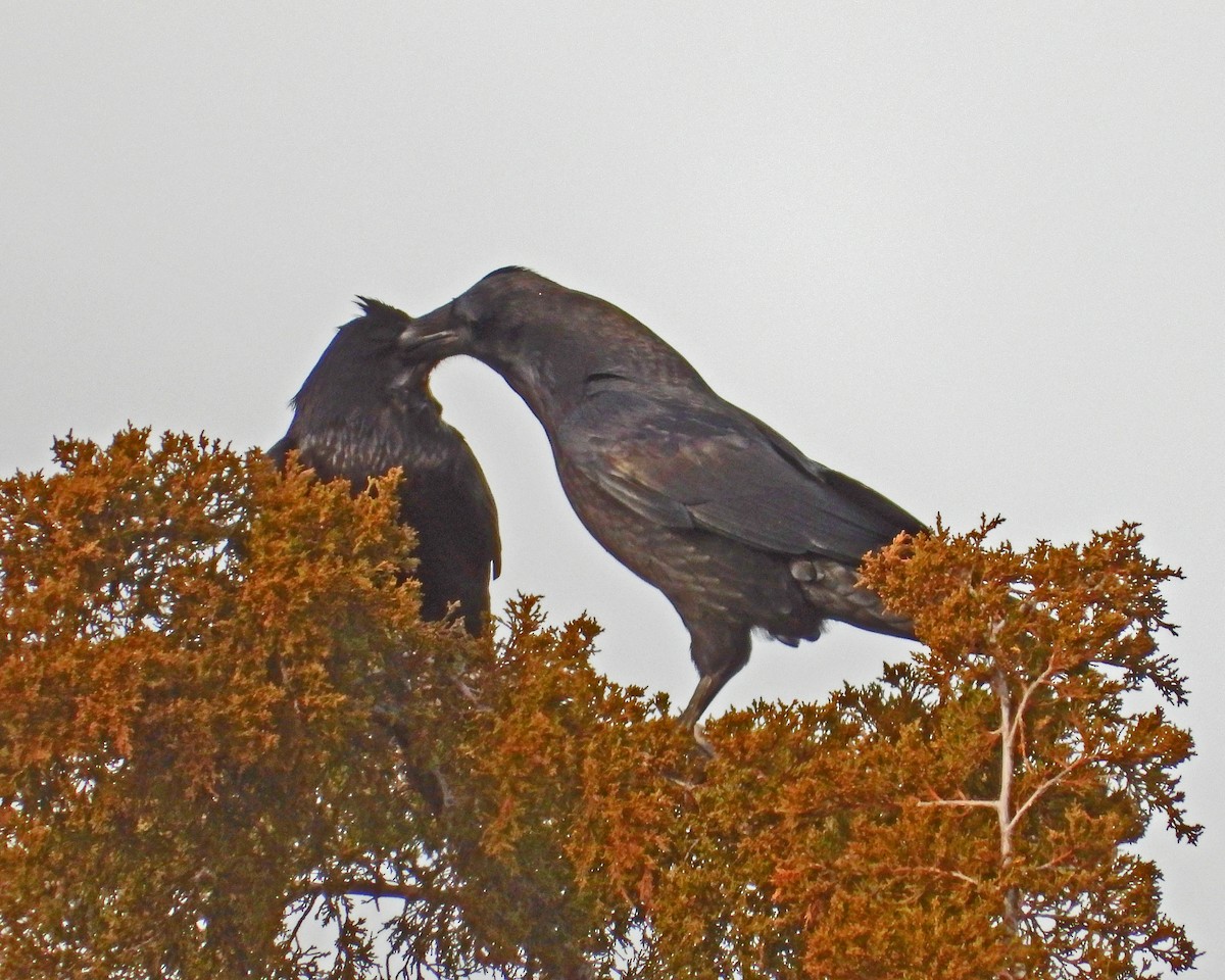 Common Raven - ML646997505