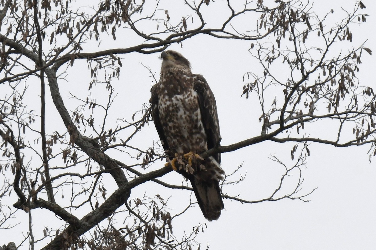 Bald Eagle - ML646997506