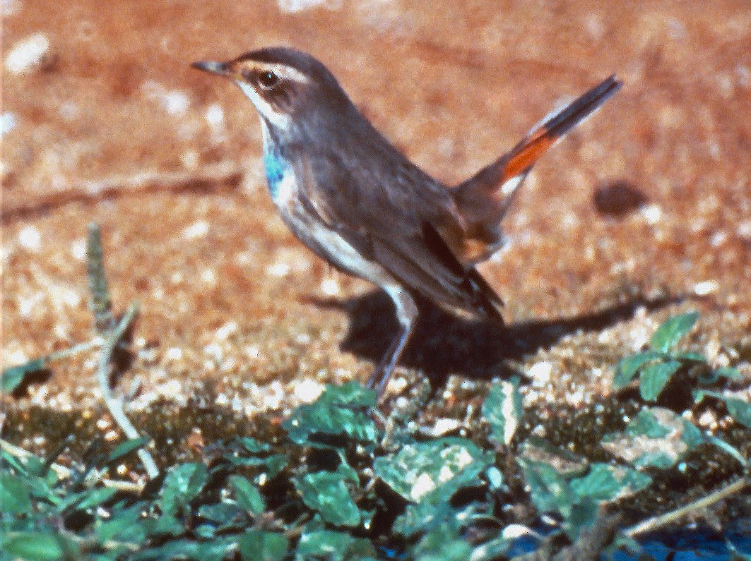 Bluethroat (Red-spotted) - ML646997509