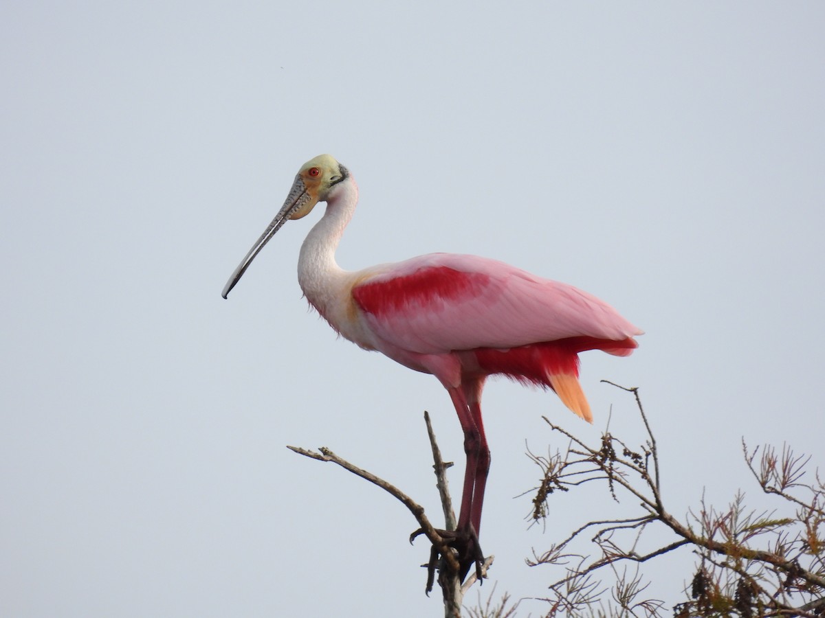 Roseate Spoonbill - ML646997512