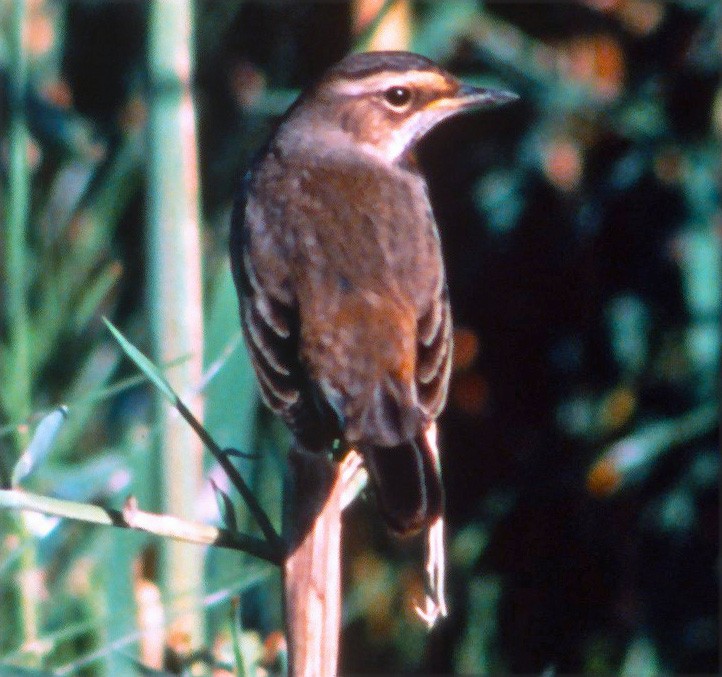 Bluethroat (Red-spotted) - ML646997516