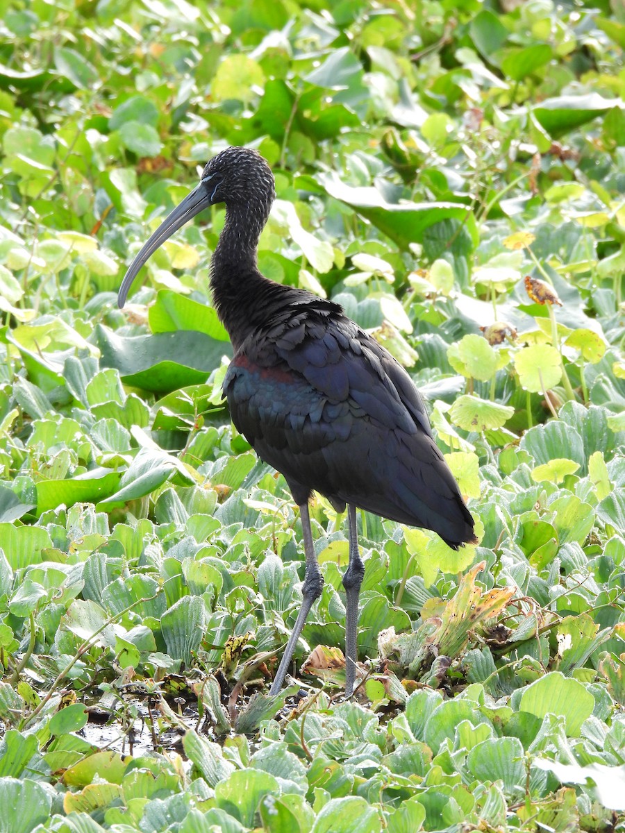Glossy Ibis - ML646997518