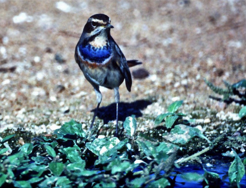 Bluethroat (Red-spotted) - ML646997519