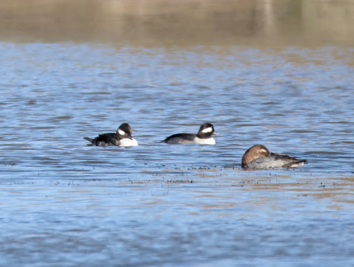 Bufflehead - ML646997520