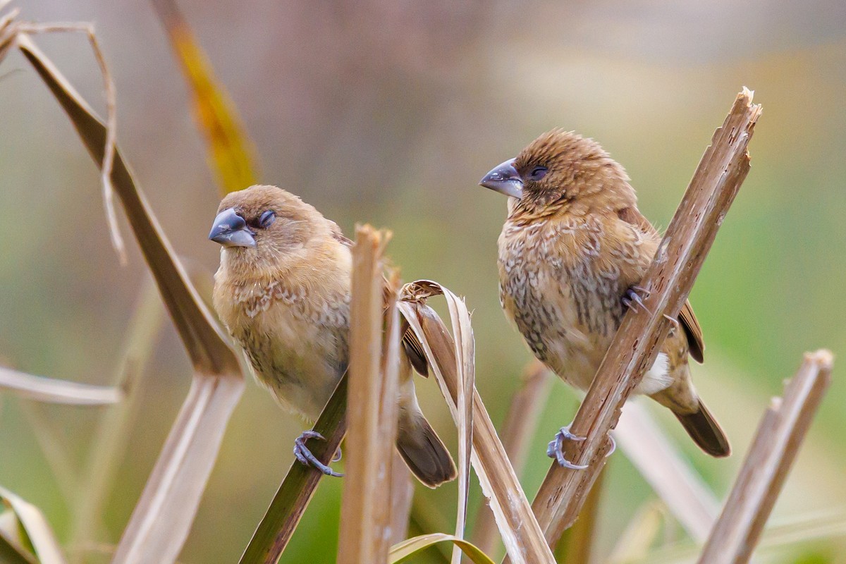 Munia pettosquamato - ML646997522
