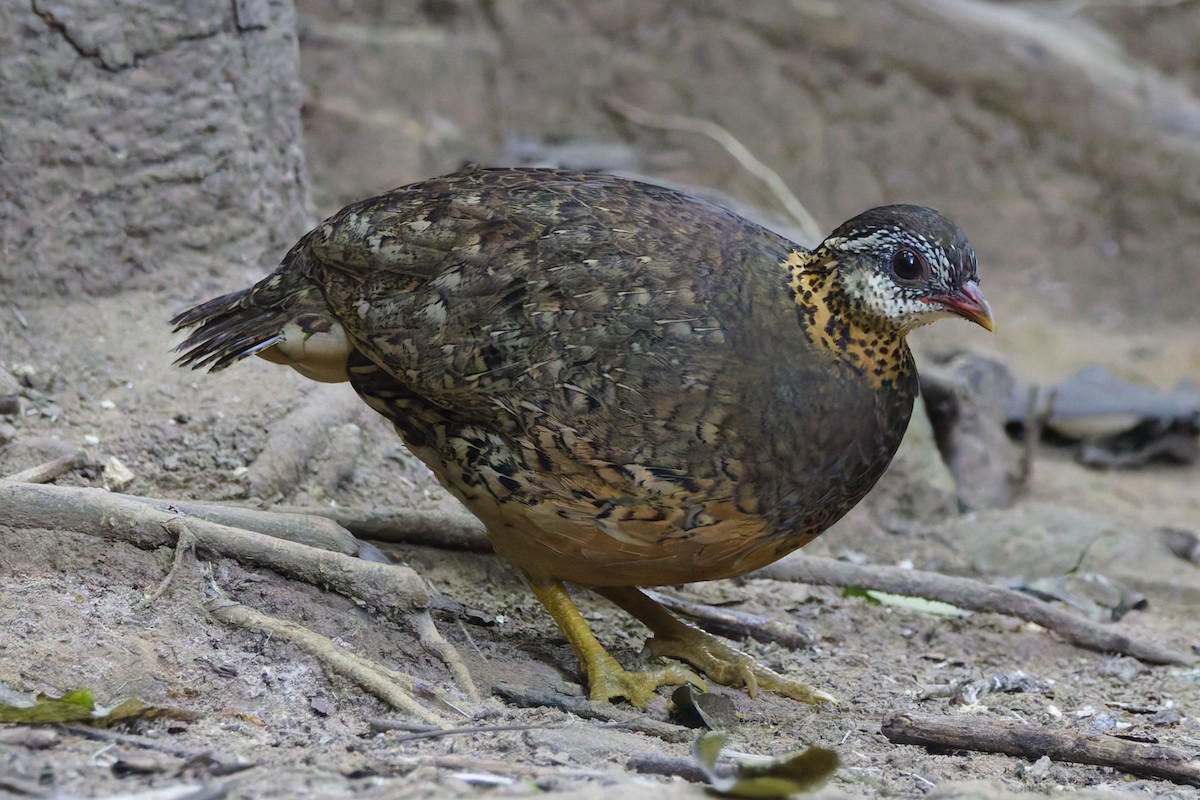 Scaly-breasted Partridge - ML646997529