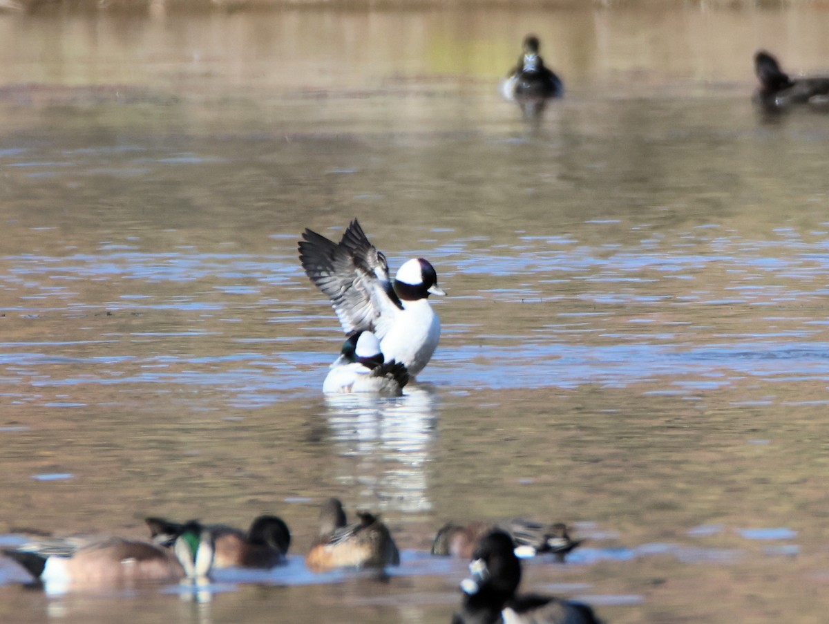 Bufflehead - ML646997531