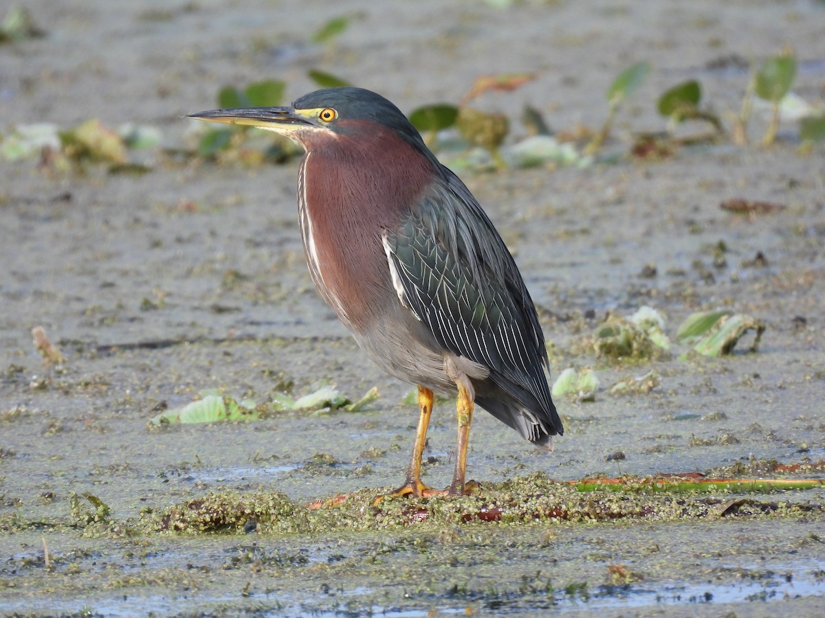 Green Heron - ML646997532
