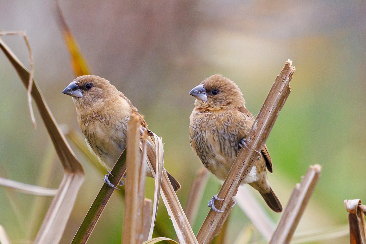 Munia pettosquamato - ML646997535