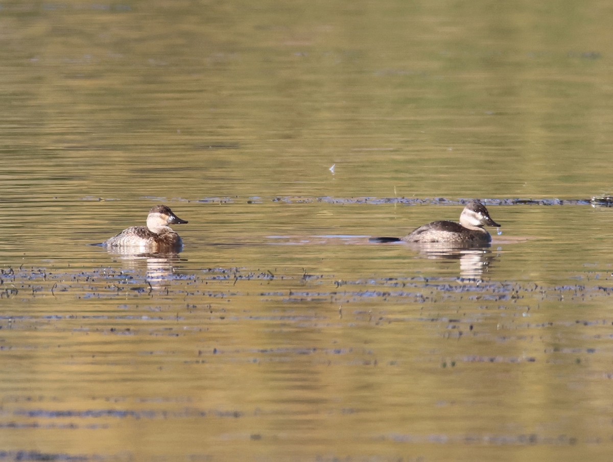 Ruddy Duck - ML646997536