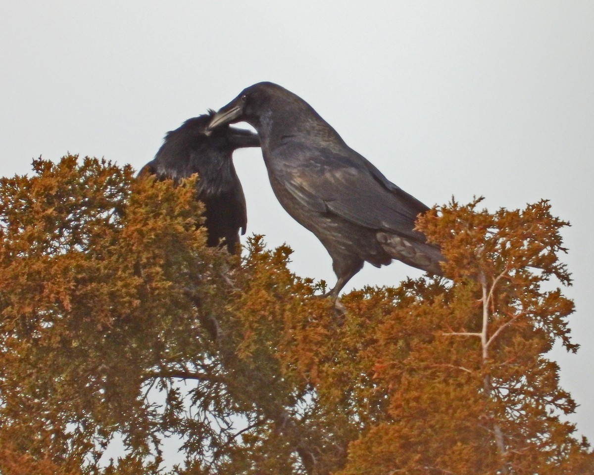 Common Raven - ML646997537