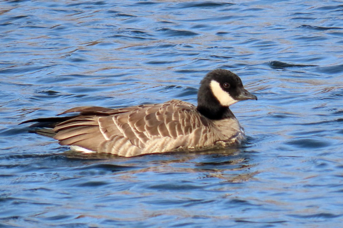 berneška malá - ML646997538