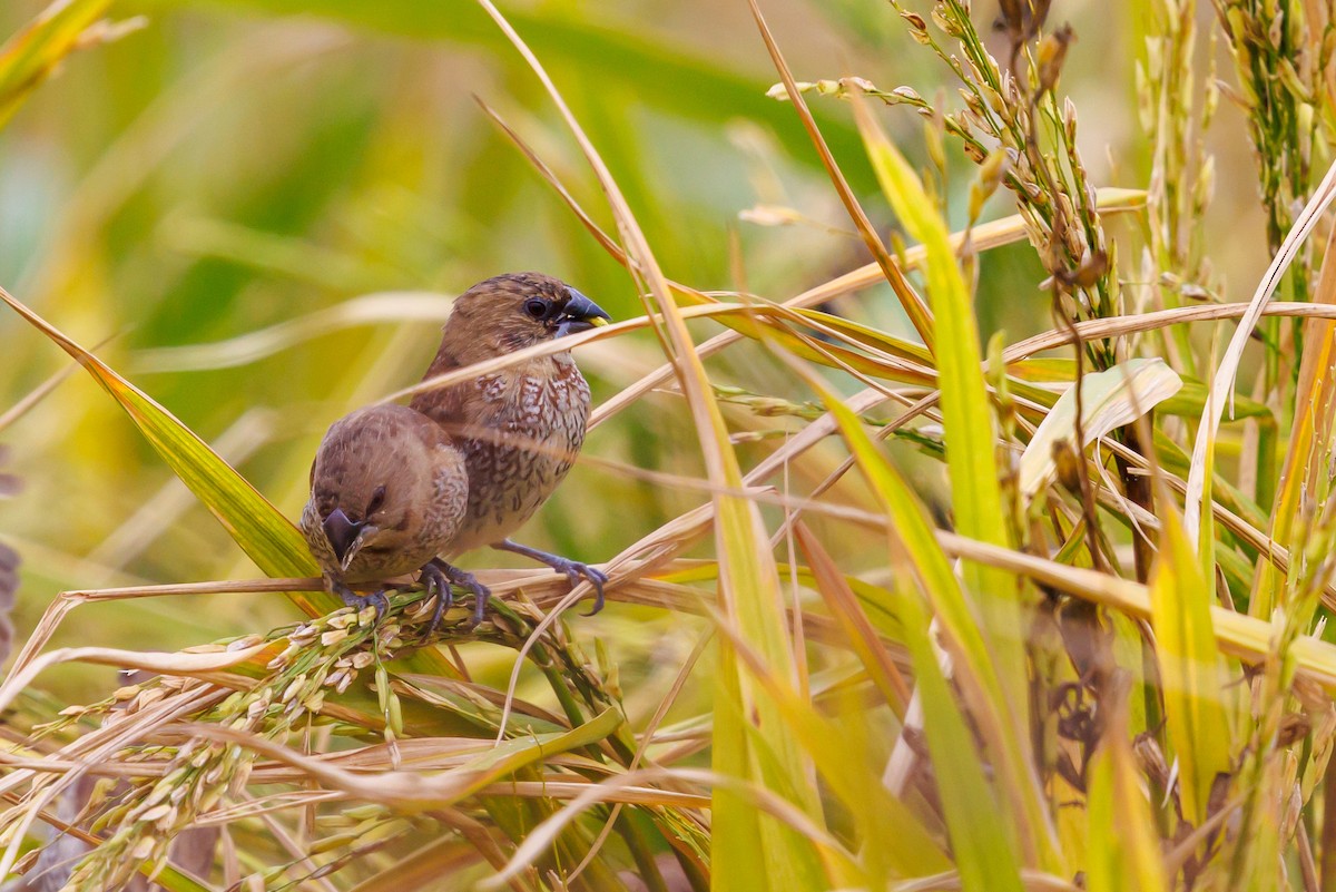 Munia pettosquamato - ML646997540