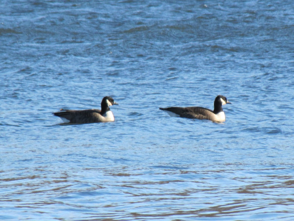 berneška malá - ML646997542
