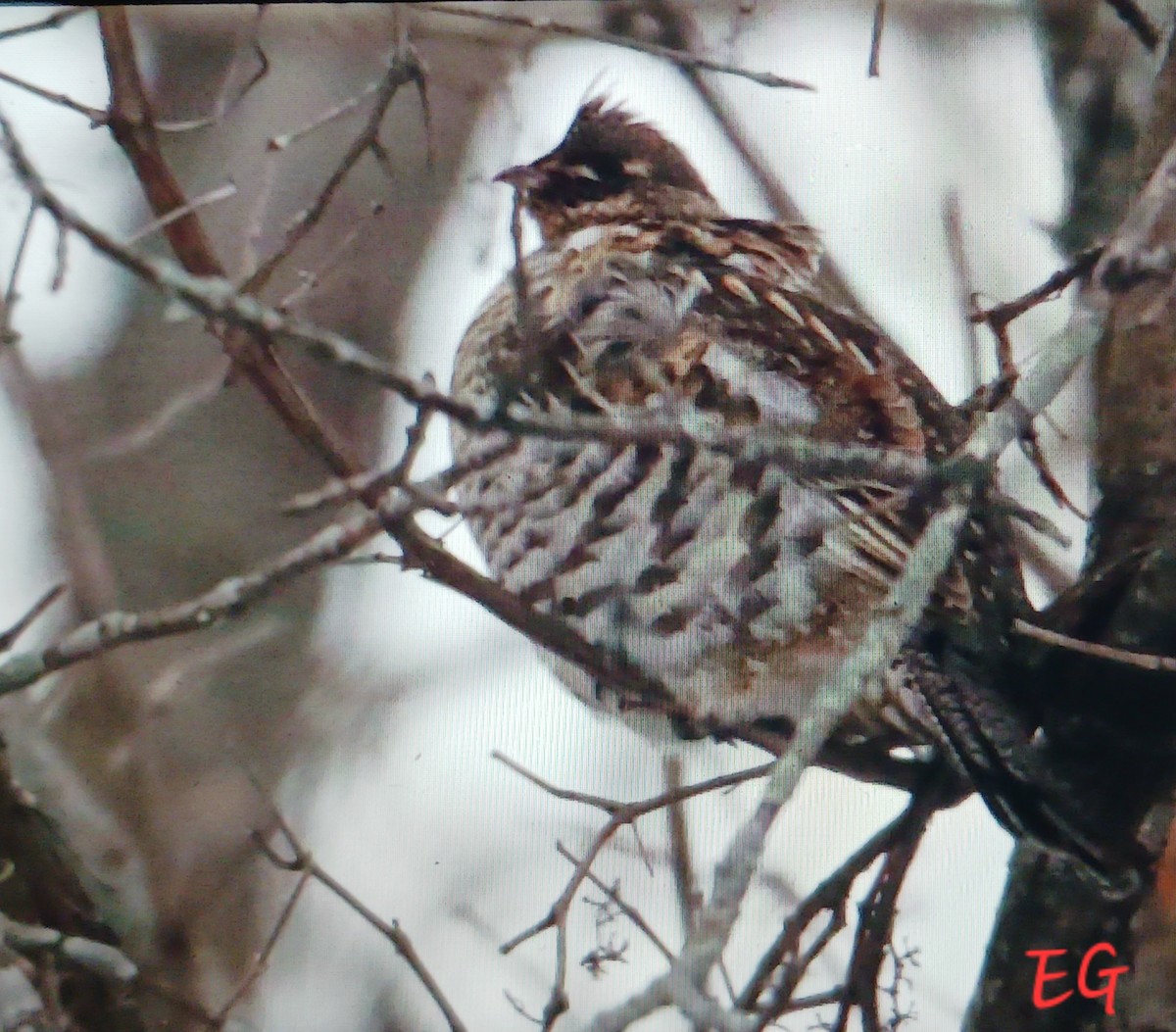 jeřábek kanadský - ML646997543