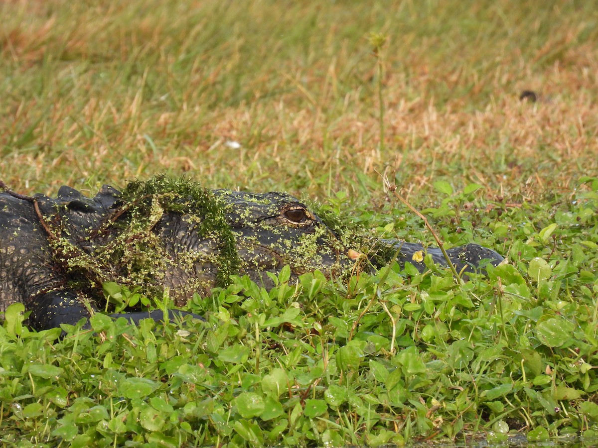 American Alligator - ML646997546