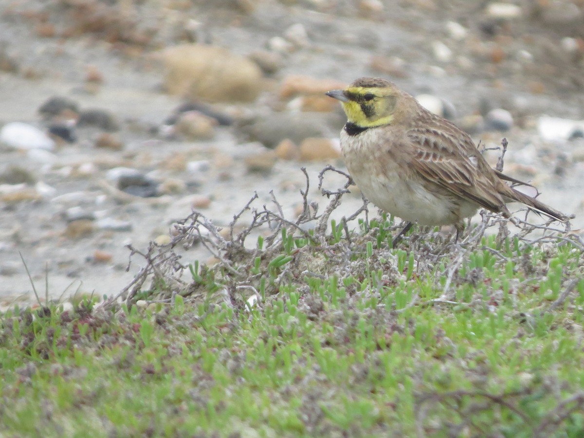 Ohrenlerche - ML646997548