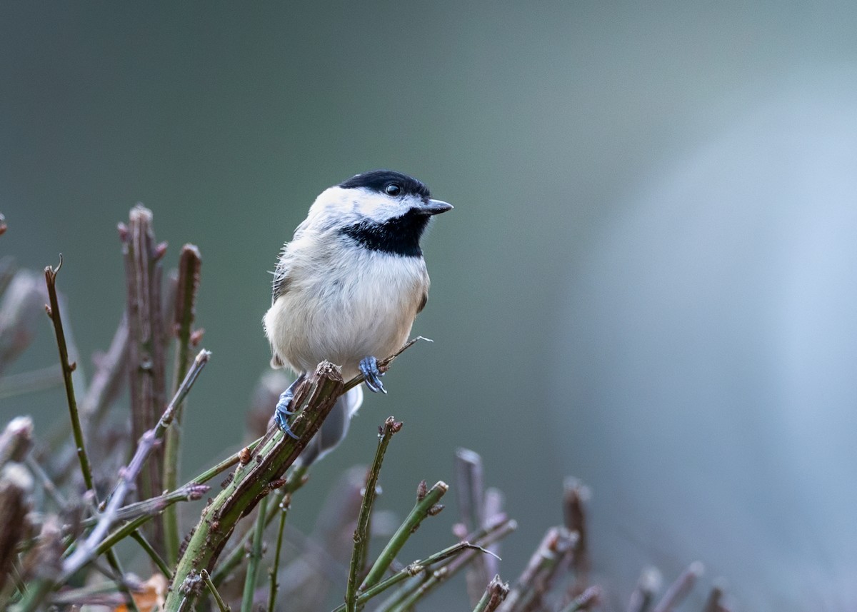 Carbonero de Carolina - ML646997549