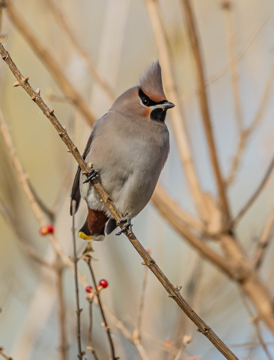 Buztanori boreala - ML646997550