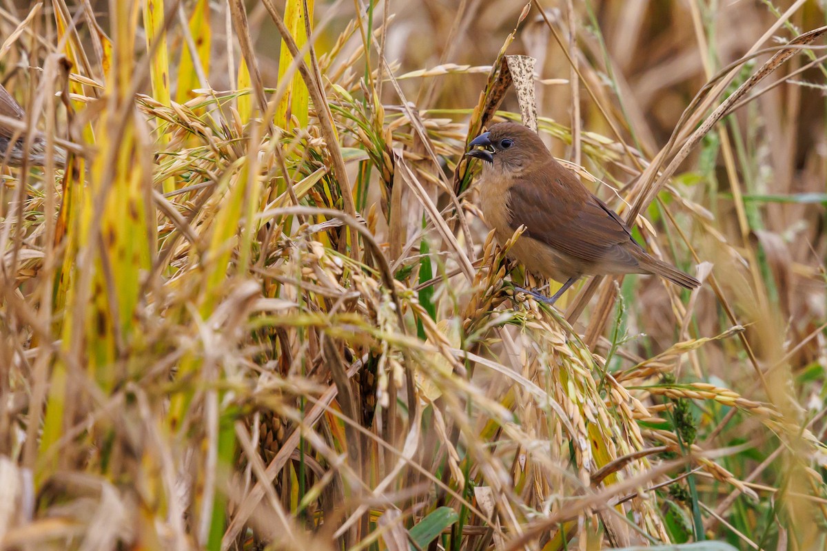 Munia pettosquamato - ML646997551