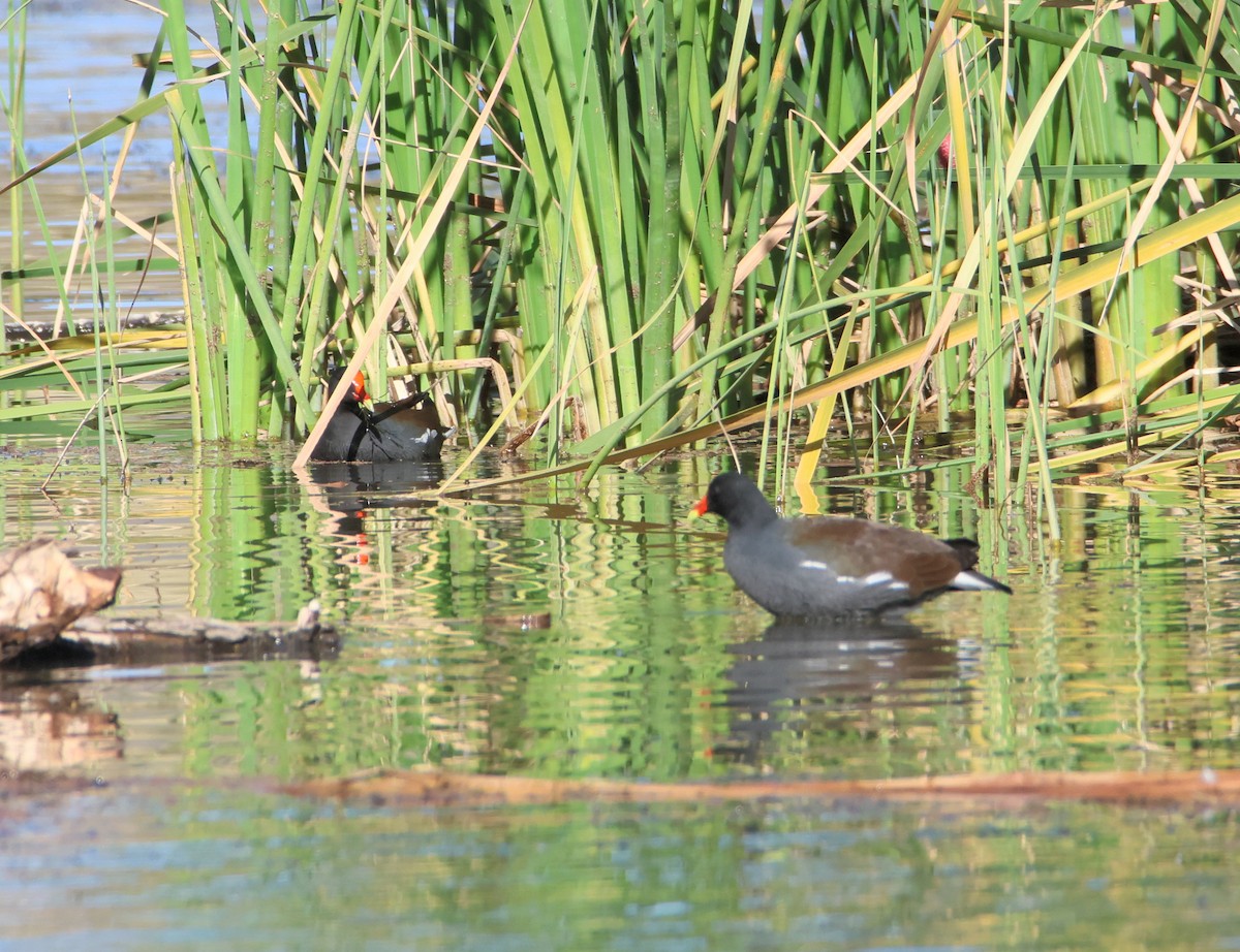 Common Gallinule - ML646997552