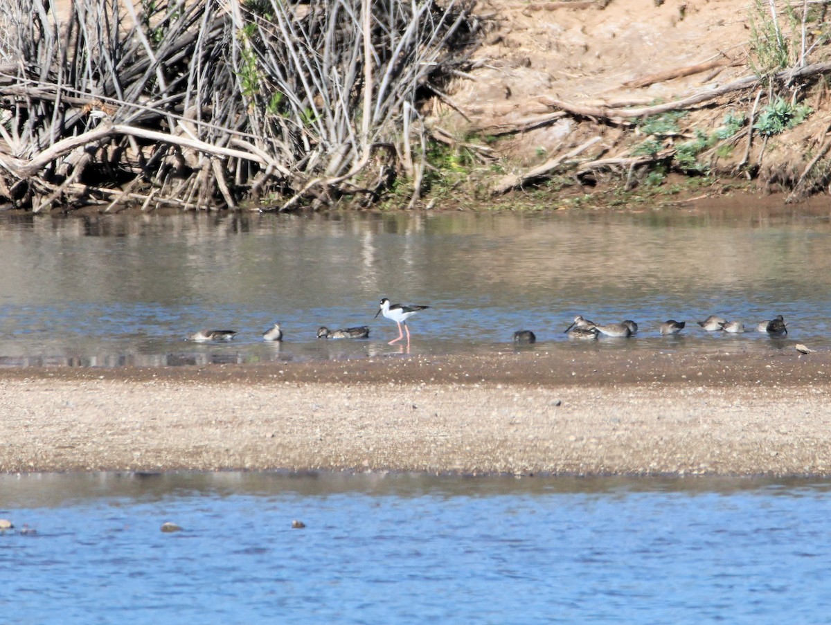 Black-necked Stilt - ML646997553
