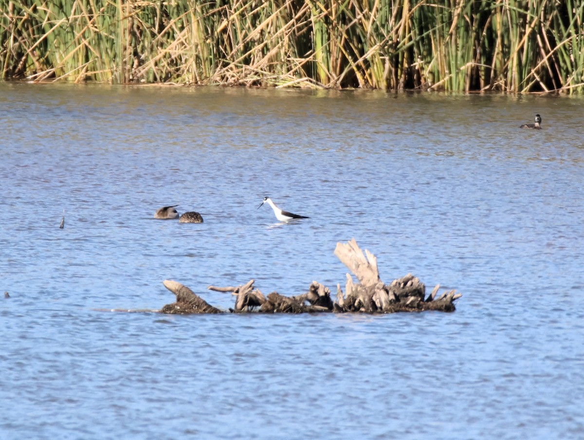 Black-necked Stilt - ML646997554