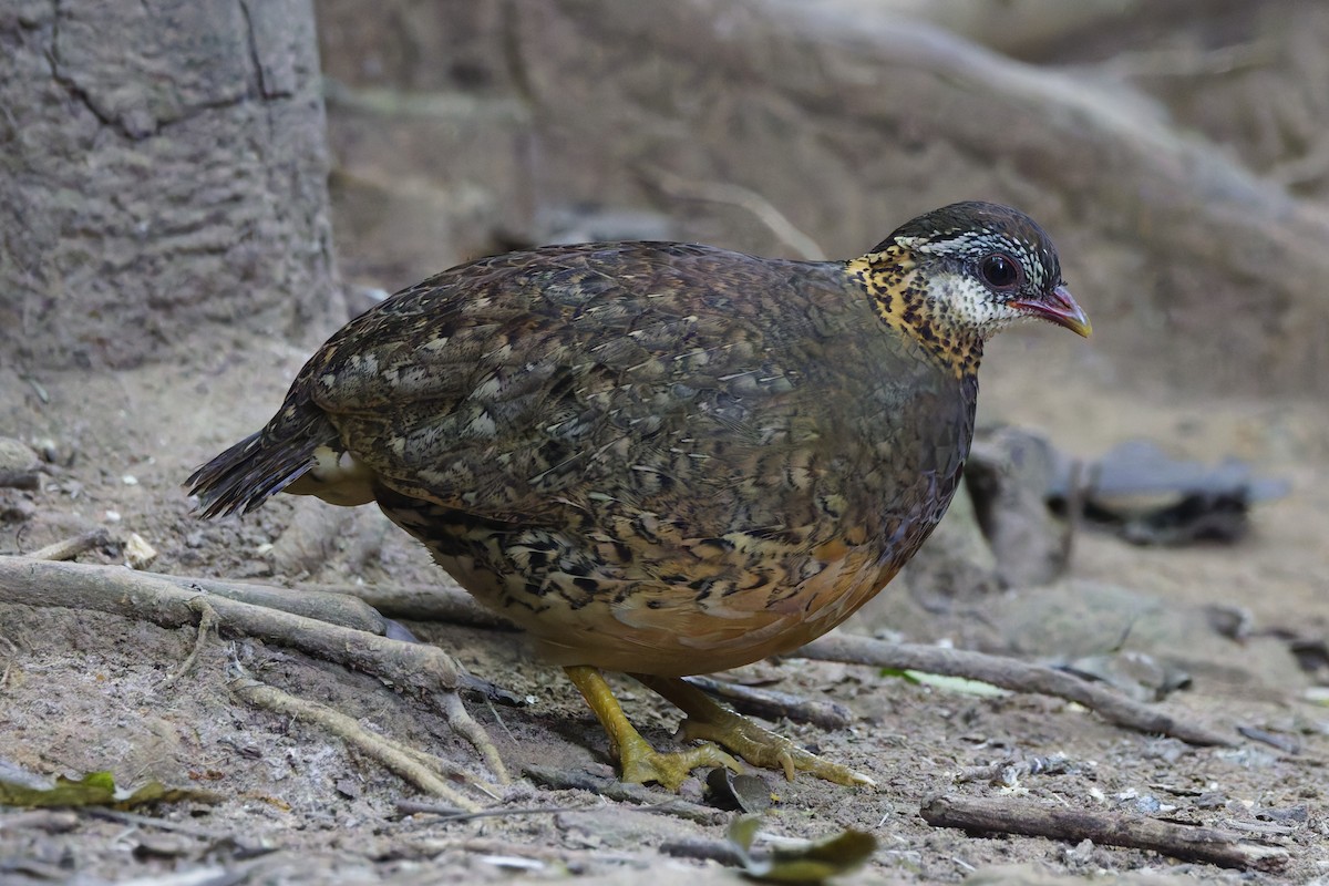 Scaly-breasted Partridge - ML646997556