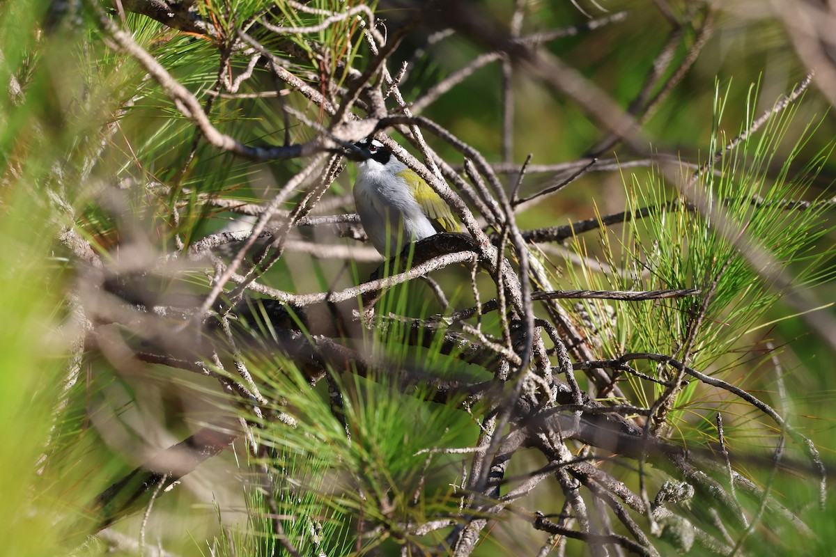 Cuatroojos Coroninegro - ML646997557