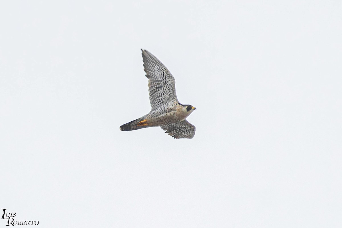 Wanderfalke - ML646997558