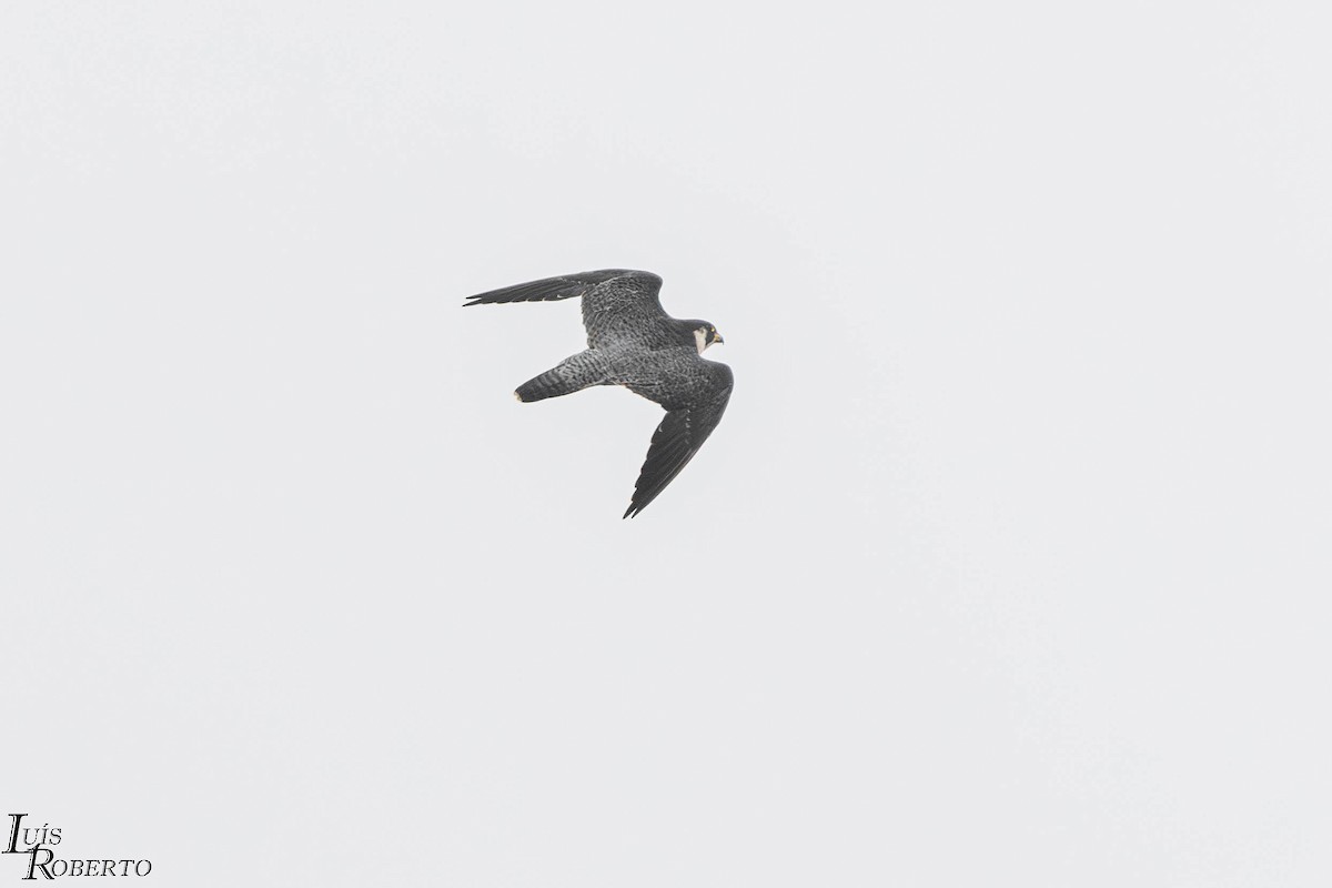 Wanderfalke - ML646997559