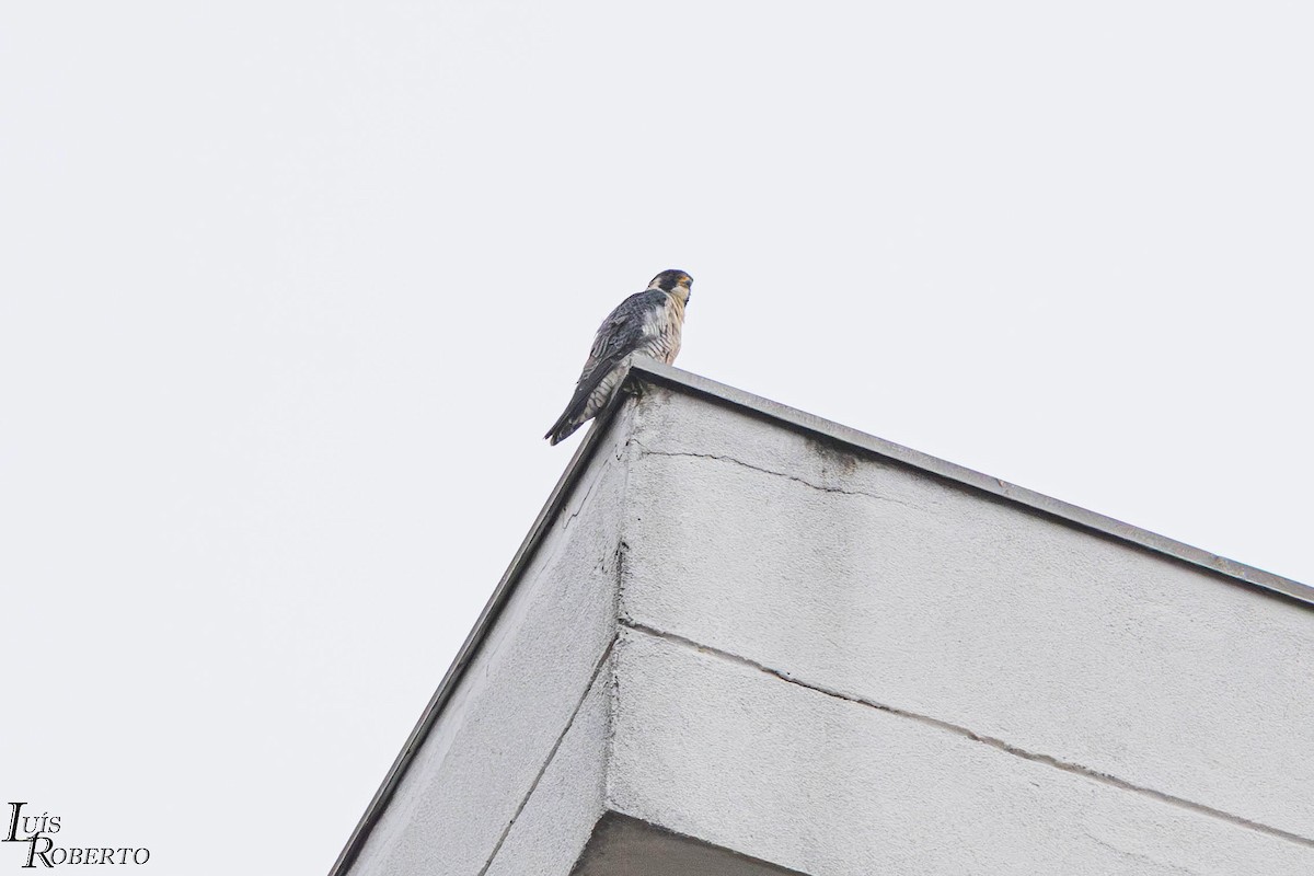 Wanderfalke - ML646997560