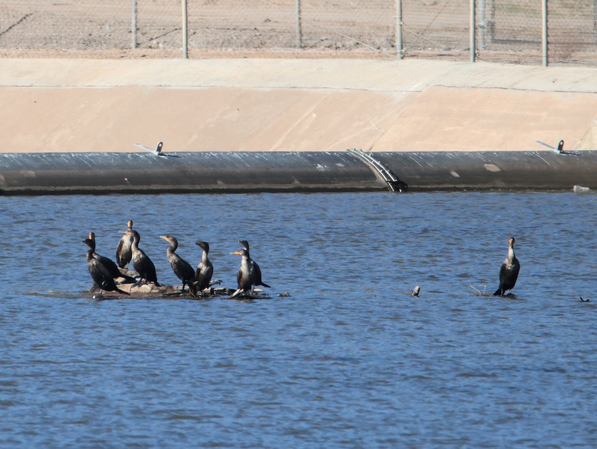 Double-crested Cormorant - ML646997562