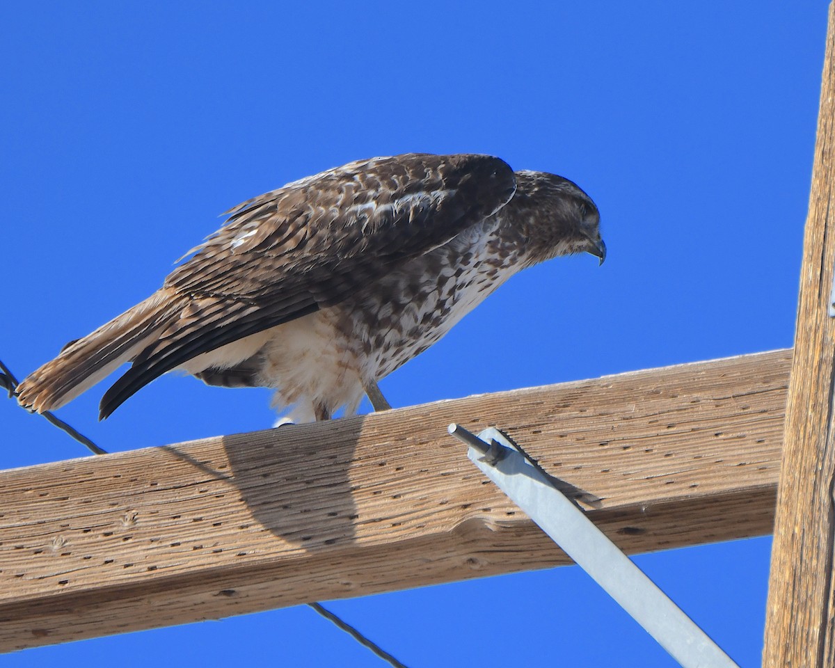 rødstjertvåk - ML646997565