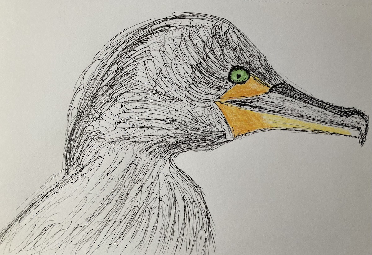 Double-crested Cormorant - ML646997566