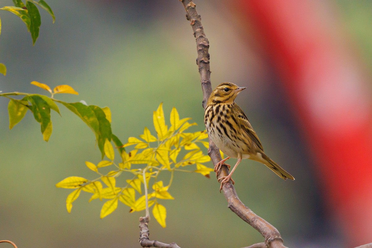 Prispolone indiano - ML646997575