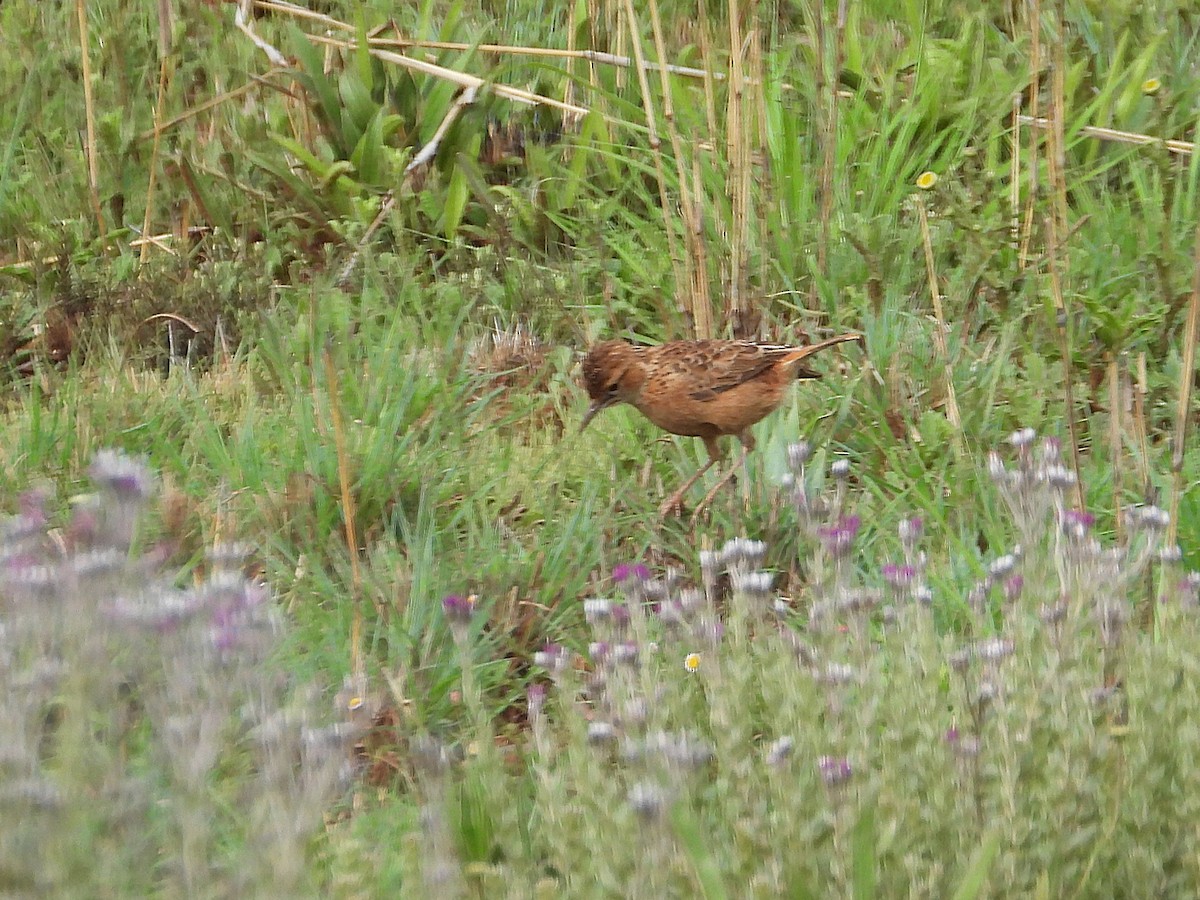 Жайворонок білощокий - ML646997580