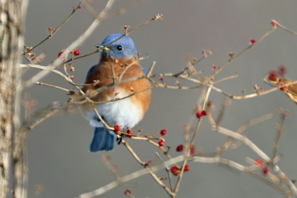 Azulejo Oriental - ML646997582