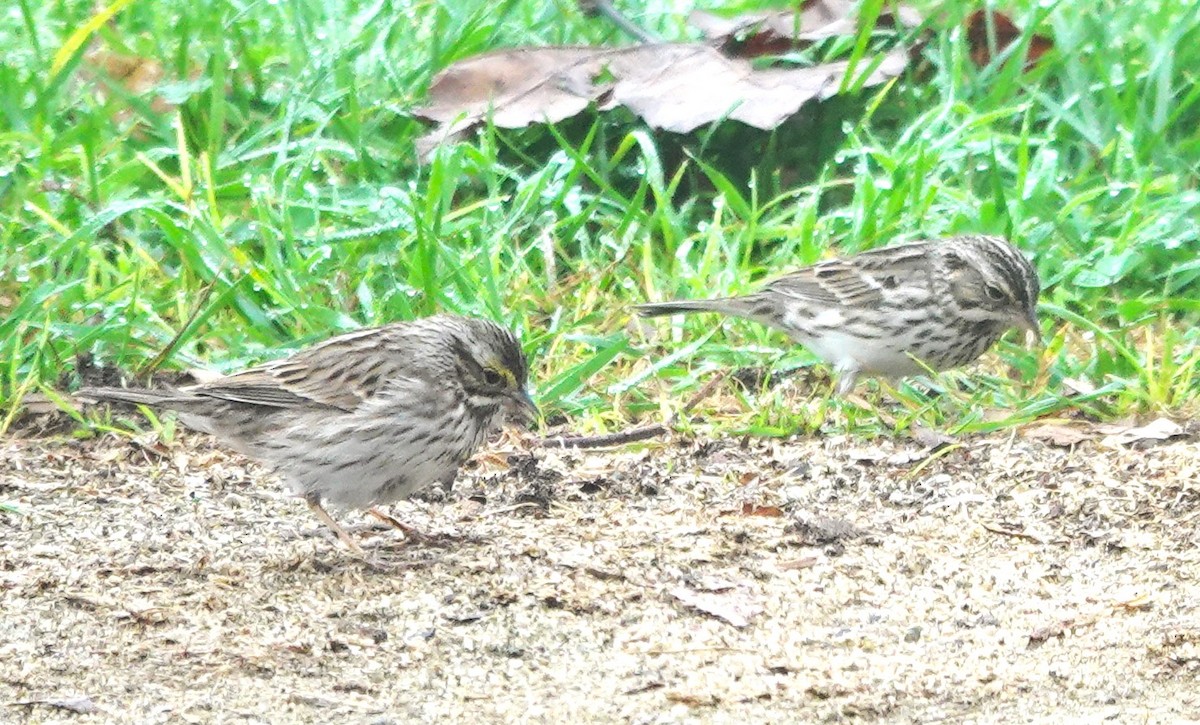 Savannah Sparrow - ML646997586