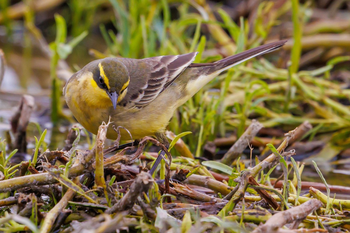 Eastern Yellow Wagtail - ML646997590