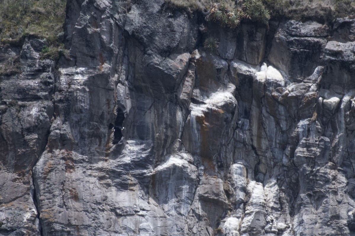 Andean Condor - ML646997593