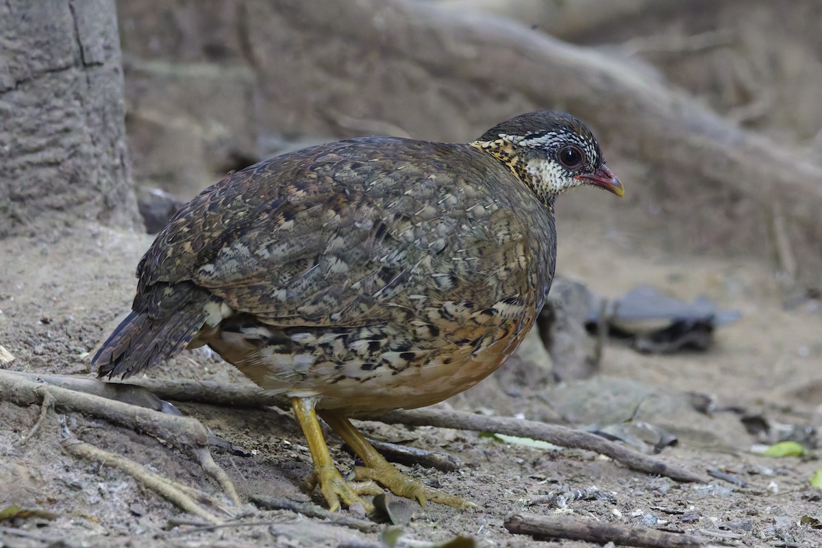 Scaly-breasted Partridge - ML646997596