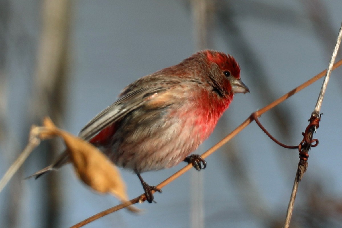House Finch - ML646997600