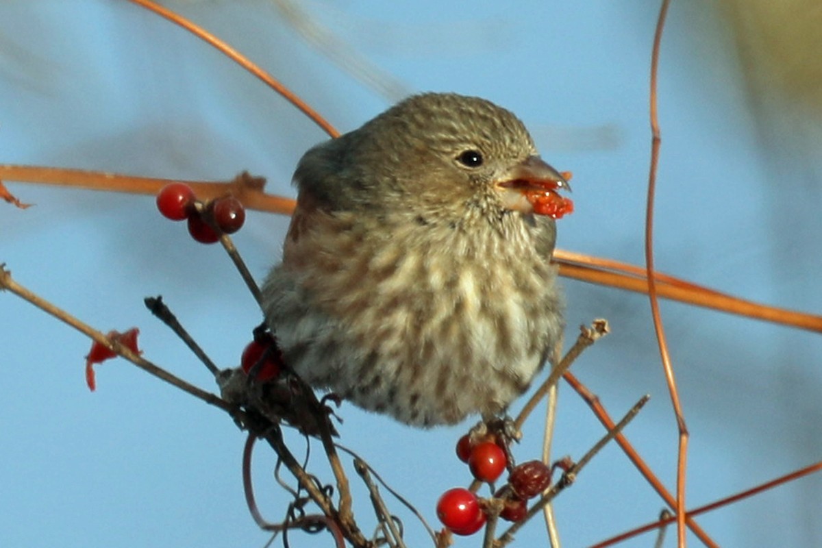 House Finch - ML646997601