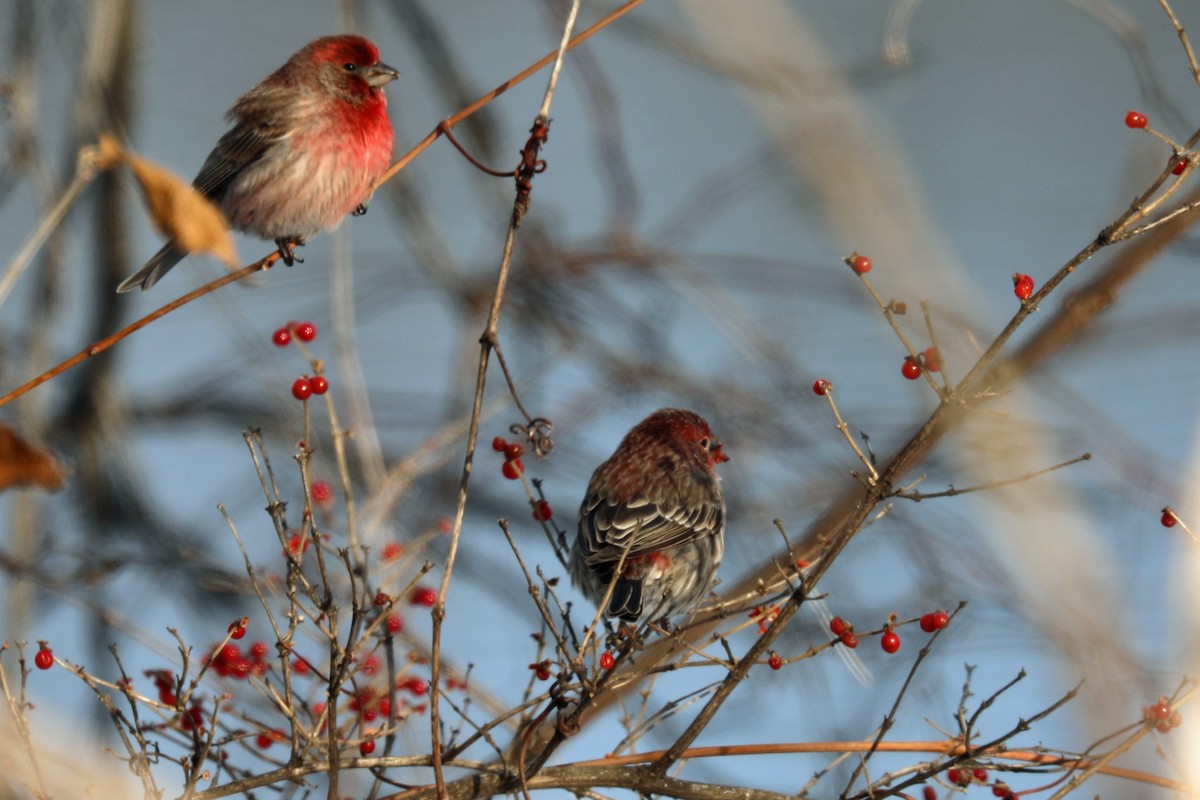 House Finch - ML646997602
