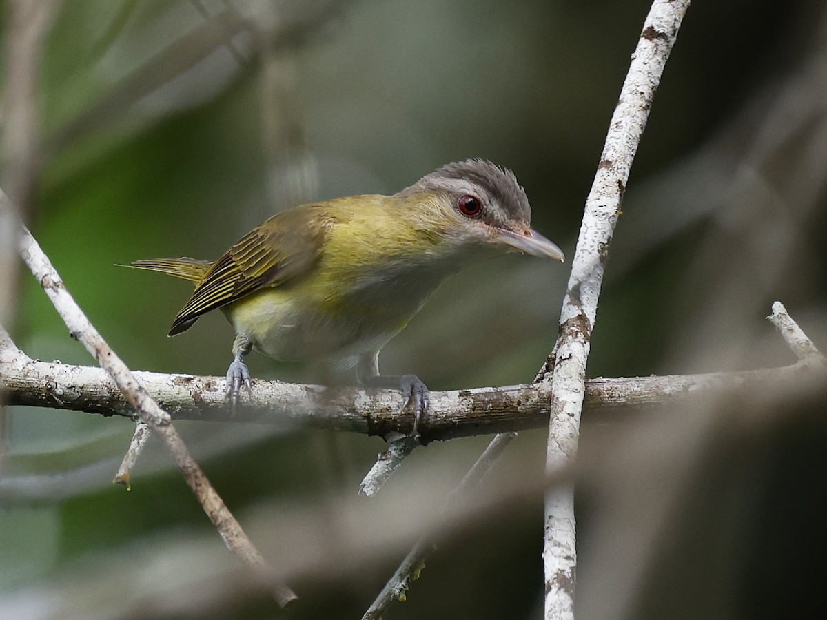 Yellow-green Vireo - ML646997603