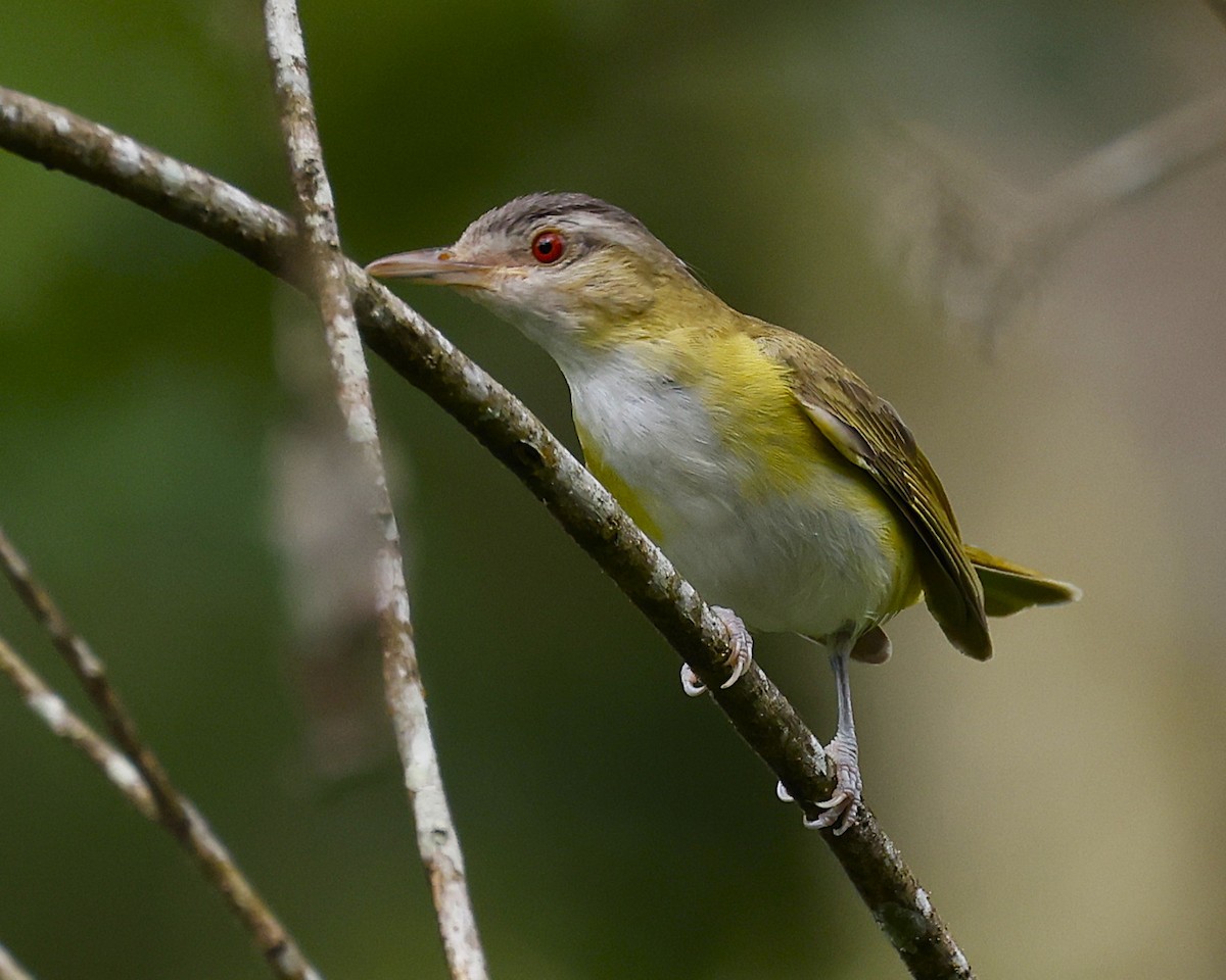 Yellow-green Vireo - ML646997604