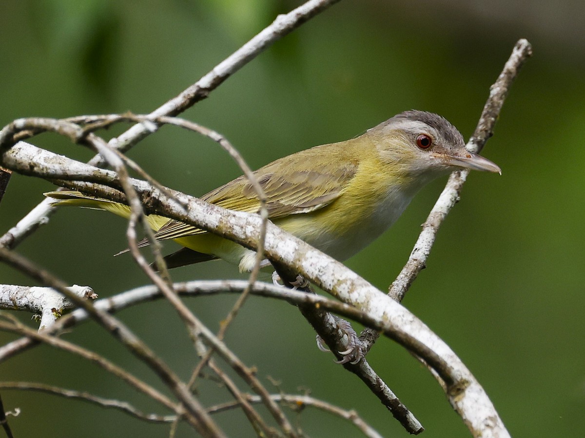 Yellow-green Vireo - ML646997605