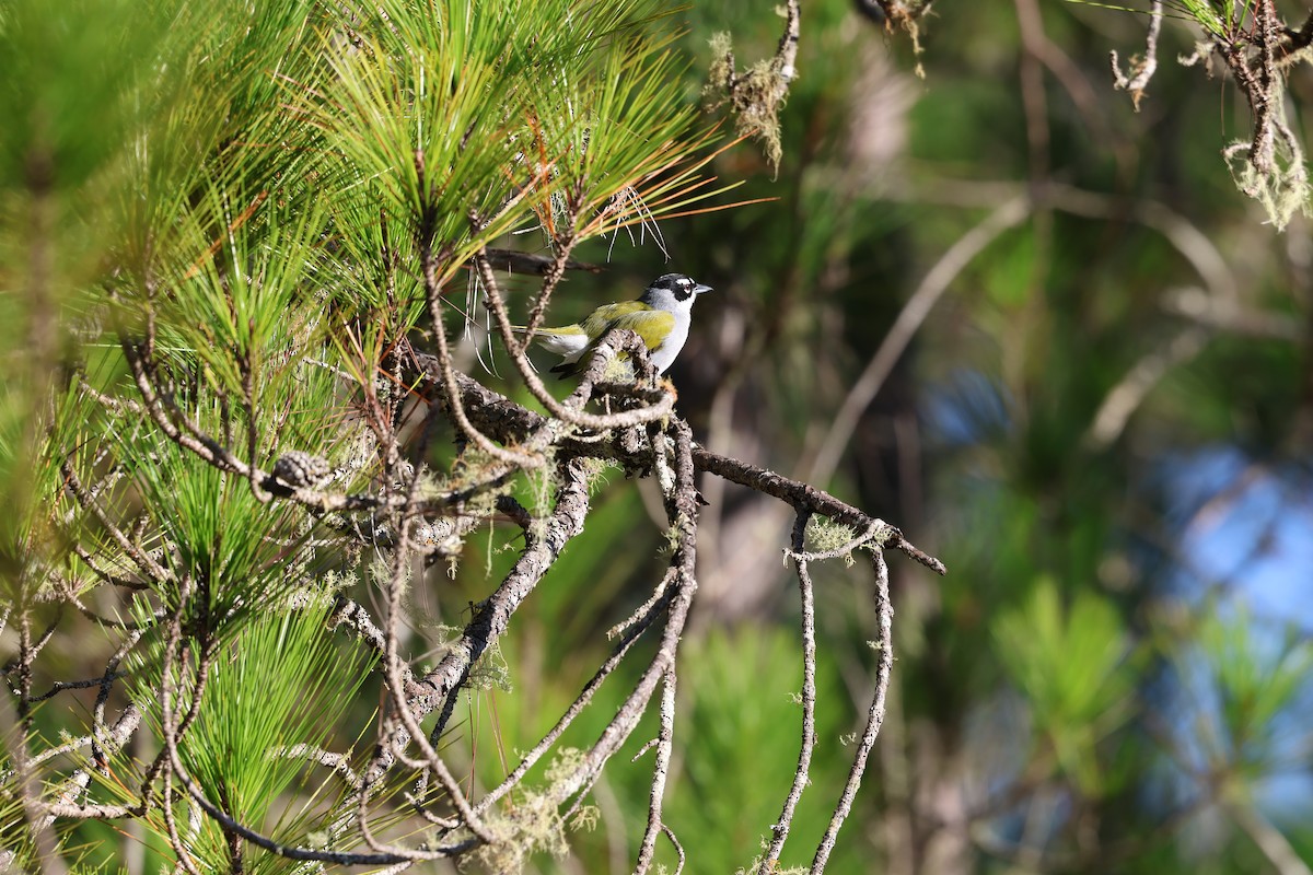 Cuatroojos Coroninegro - ML646997606