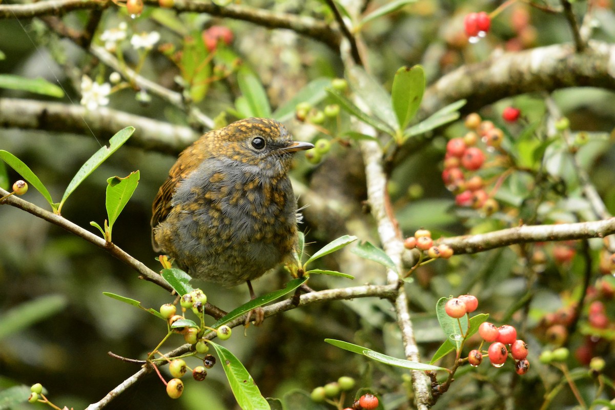 Andean Solitaire - ML646997610